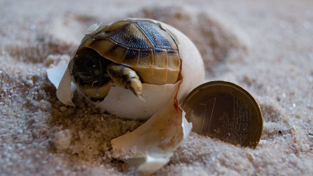 reproduccion de la tortuga de hermann