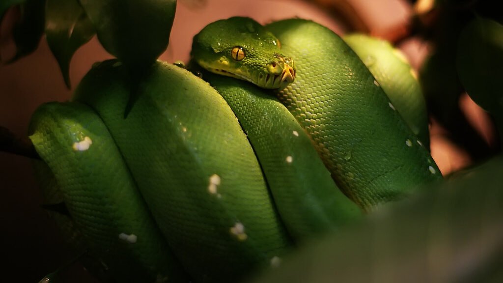 habitat de la piton verde arboricola