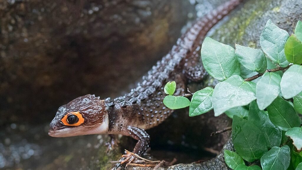 comportamiento del skink cocodrilo