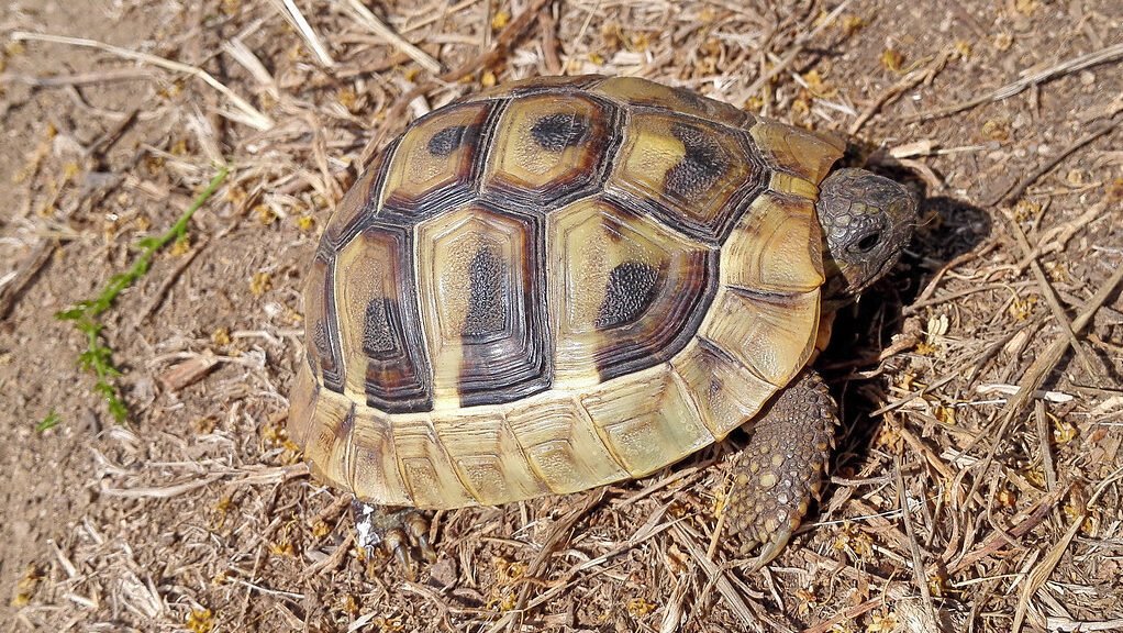 tortuga de hermann