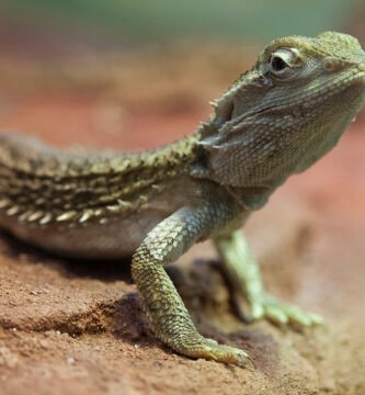 dragon barbado de rankin