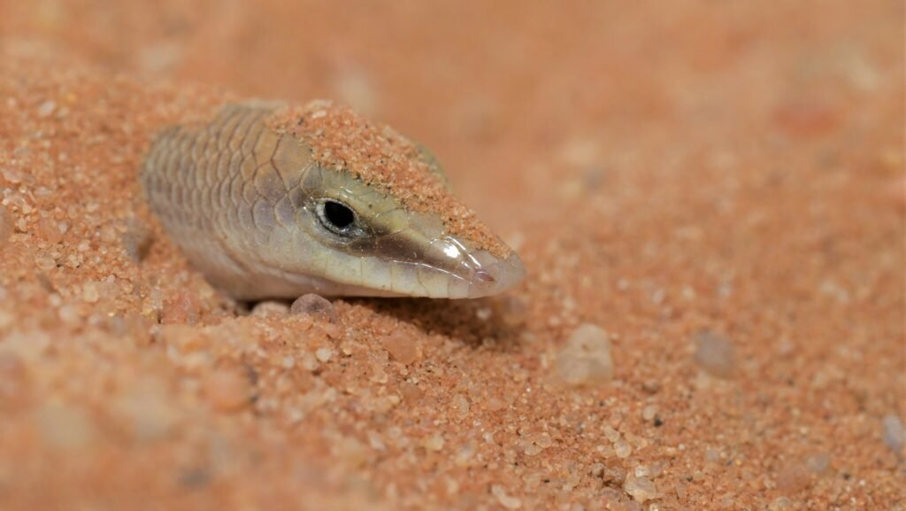 reproduccion del skink de arena