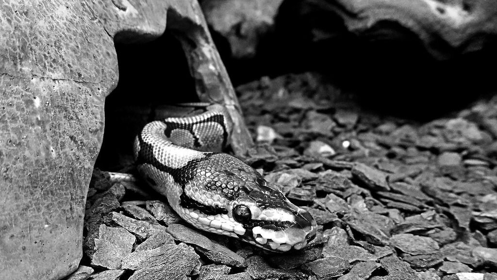 habitat de las Serpientes Constrictoras