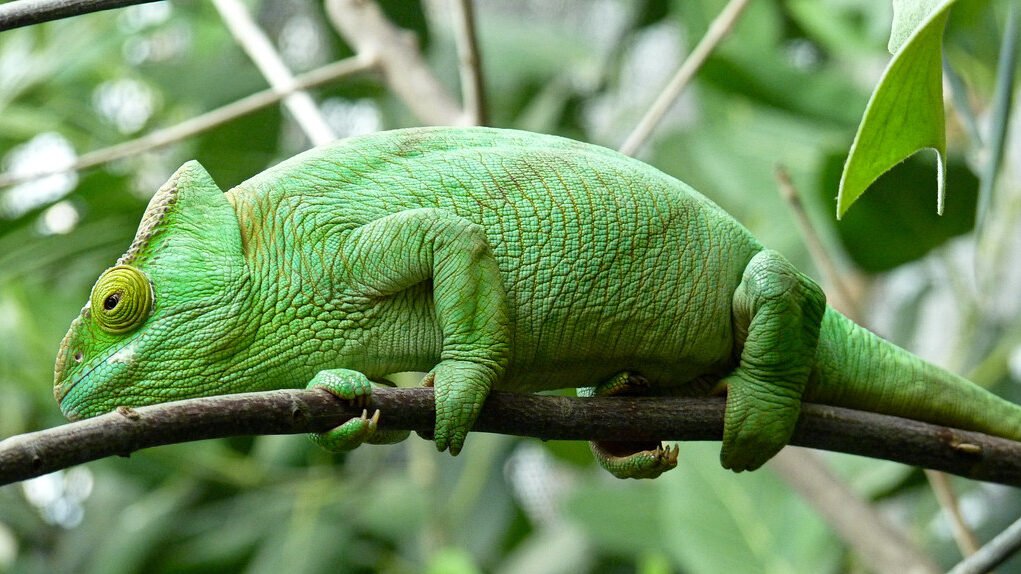 camaleon comun en la selva