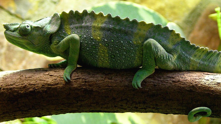 camaleon de meller en un arbol