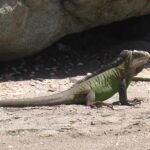 iguana de las antillas menores en una cueva