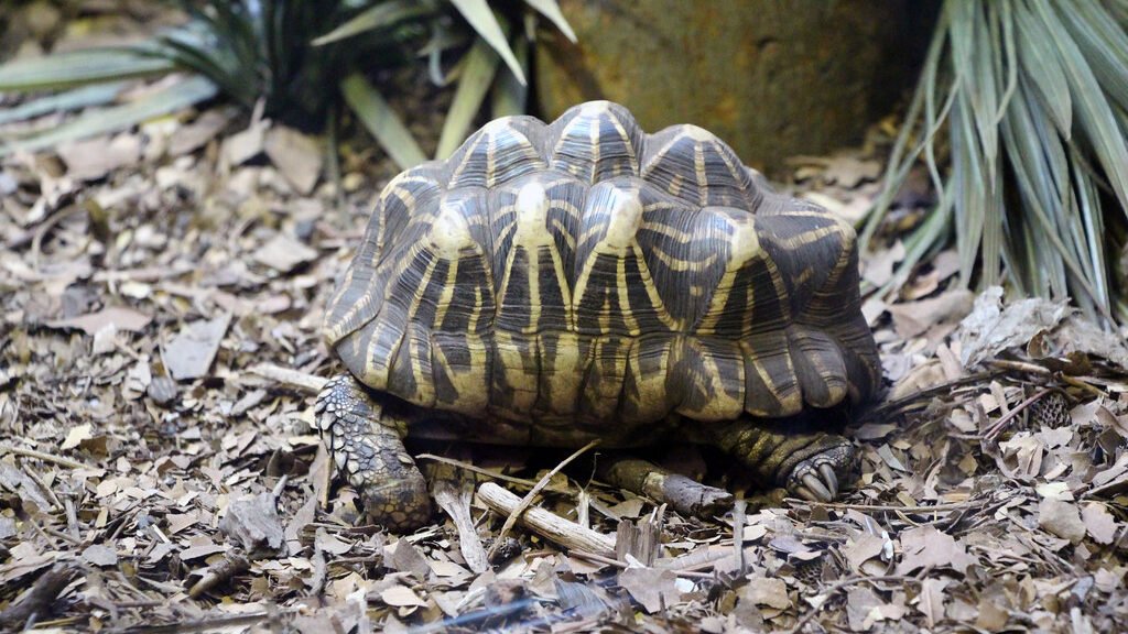 tortuga estrellada de la india en la selva