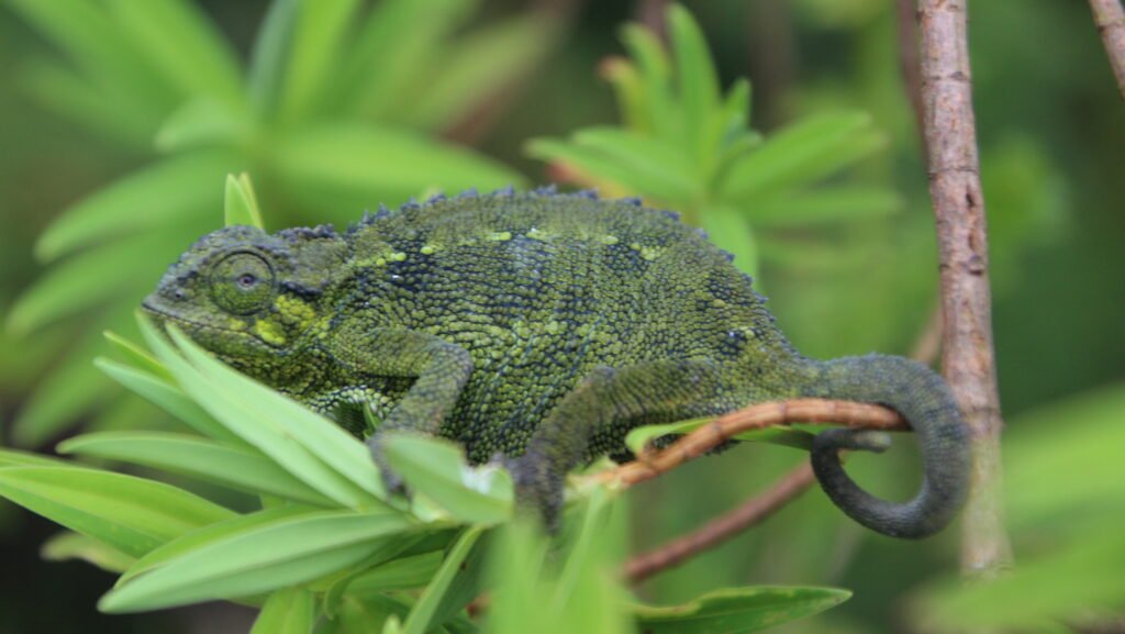 camaleon de rudis en la selva
