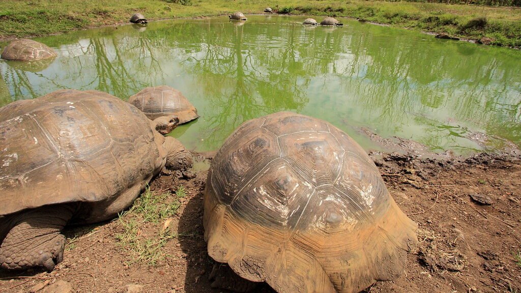tortuga gigante de galapagos en un estanque