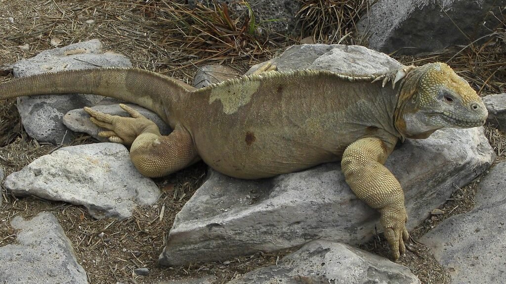 iguana de la isla de santa fe descansando