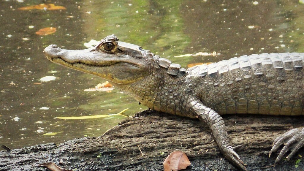 caiman de anteojos sobre un tronco