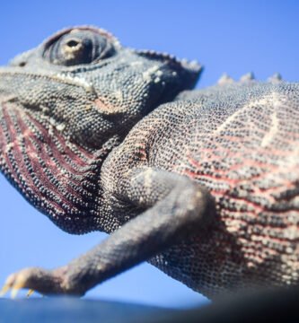 camaleon de namaqua