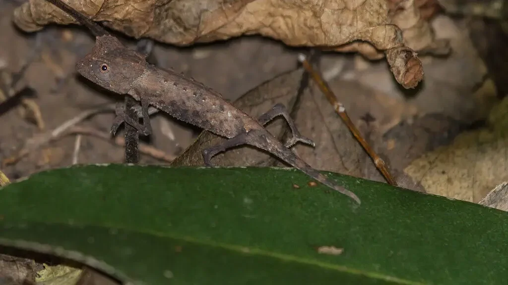 camaleon enano minima y una hoja