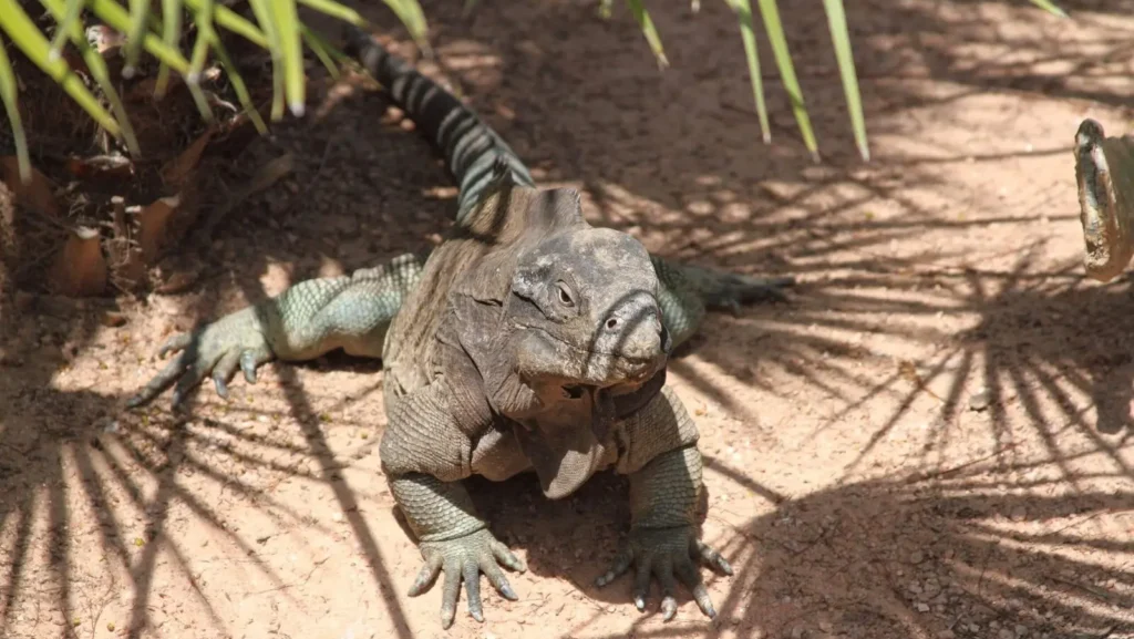 iguana de las bahamas en el jardin