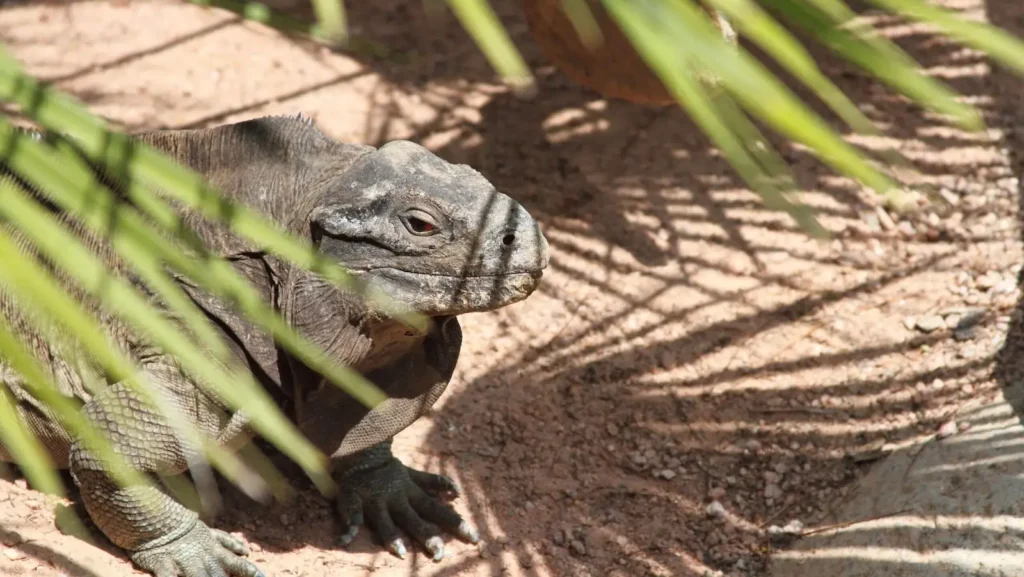 iguana de las bahamas en el zoologico