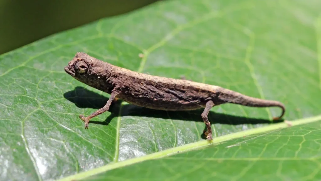 camaleon enano minima sobre una hoja