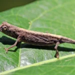 camaleon enano minima sobre una hoja