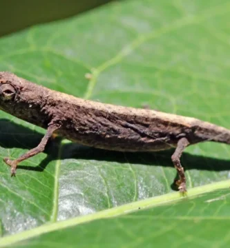 camaleon enano minima sobre una hoja