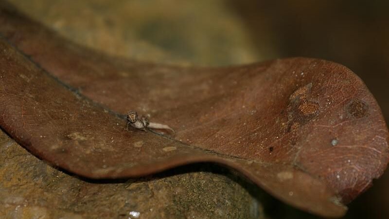 camaleon enano minima sobre una hoja