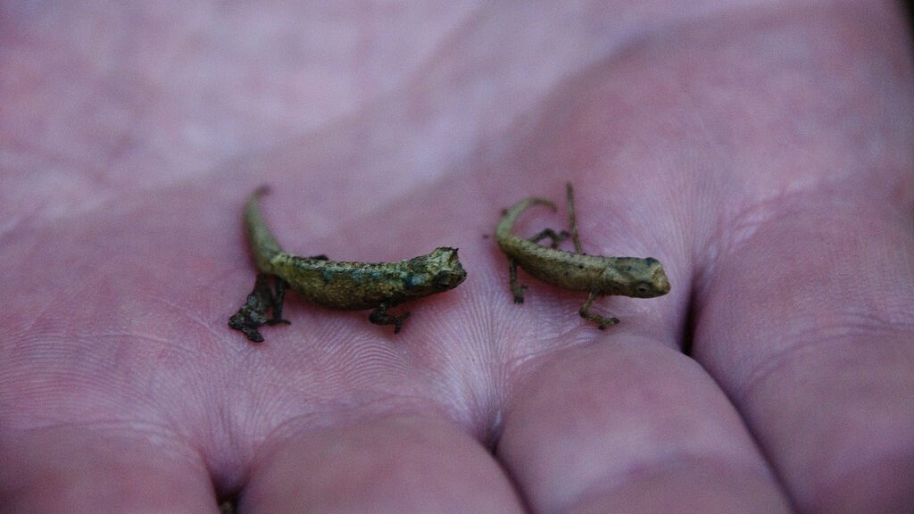 camaleon enano minima en la mano