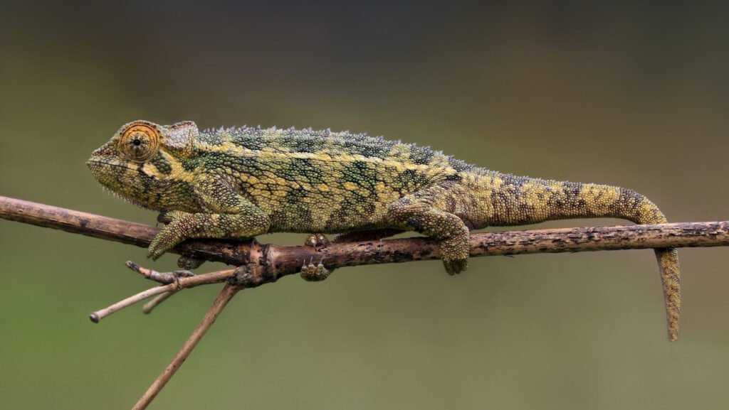 camaleon de rudis en un arbol