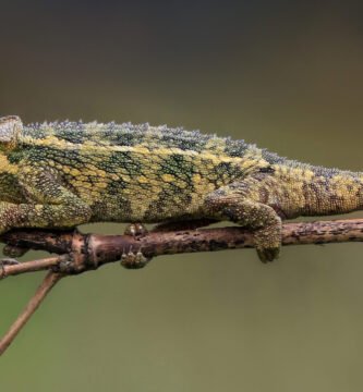 camaleon de rudis en un arbol