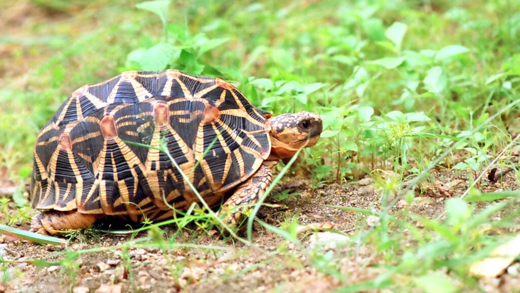 tortuga estrellada de la india en el parque