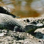 caiman yacare a la orilla del rio