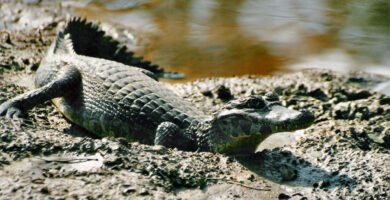 caiman yacare a la orilla del rio