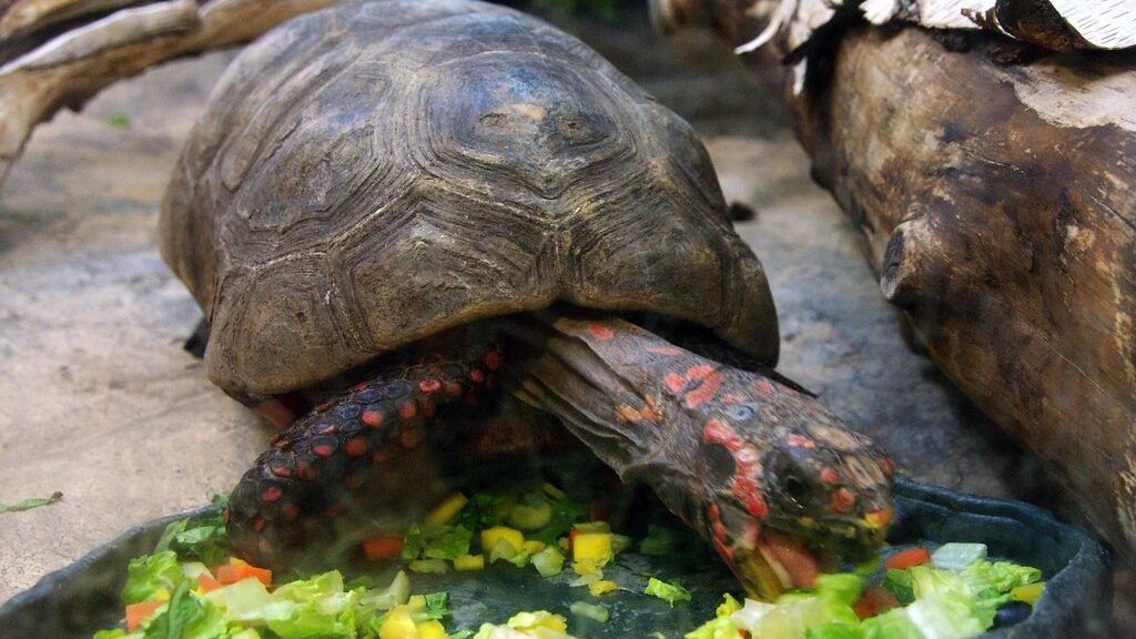 tortuga de patas rojas comiendo