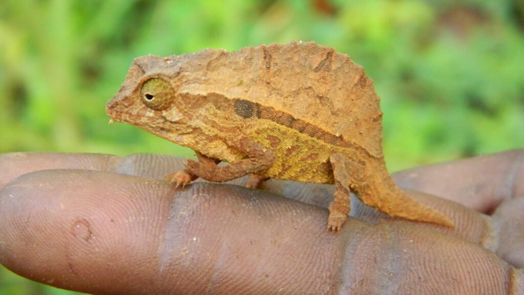 Camaleon Pigmeo de Smith en la mano