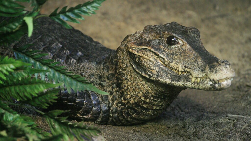 caiman enano en la selva