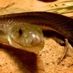 mamba negra