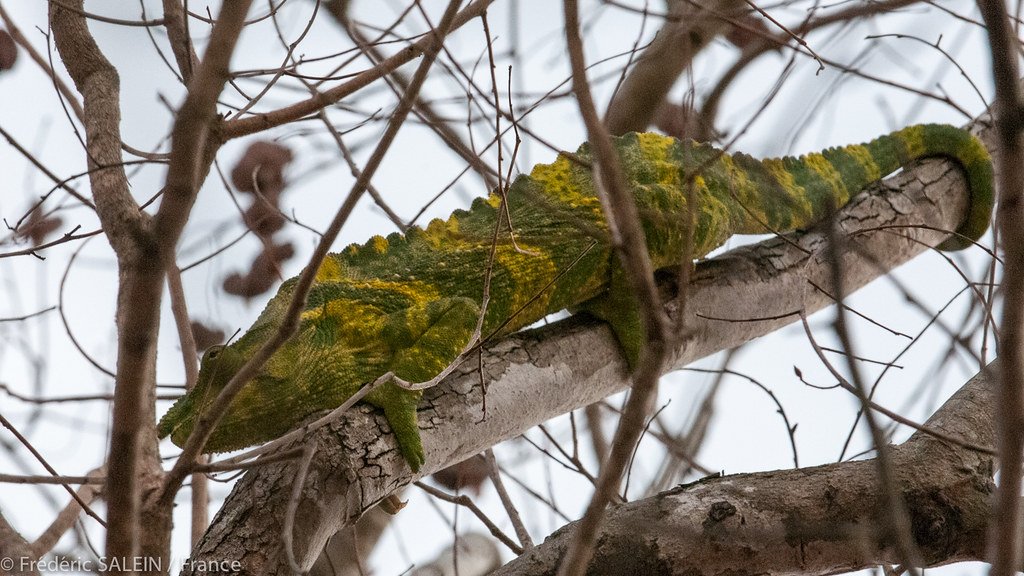 camaleon de meller en el campo