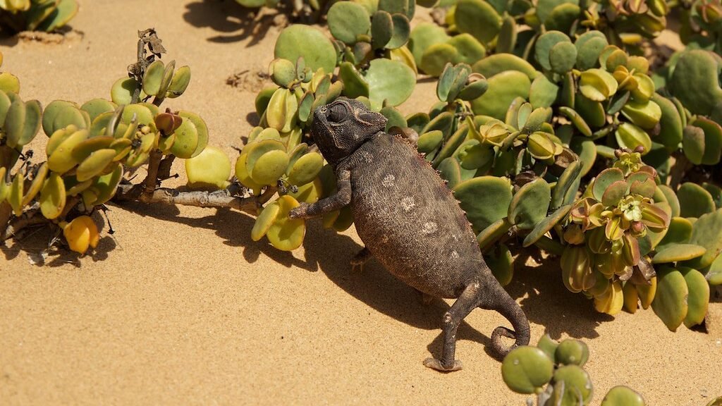 camaleon de namaqua comiendo