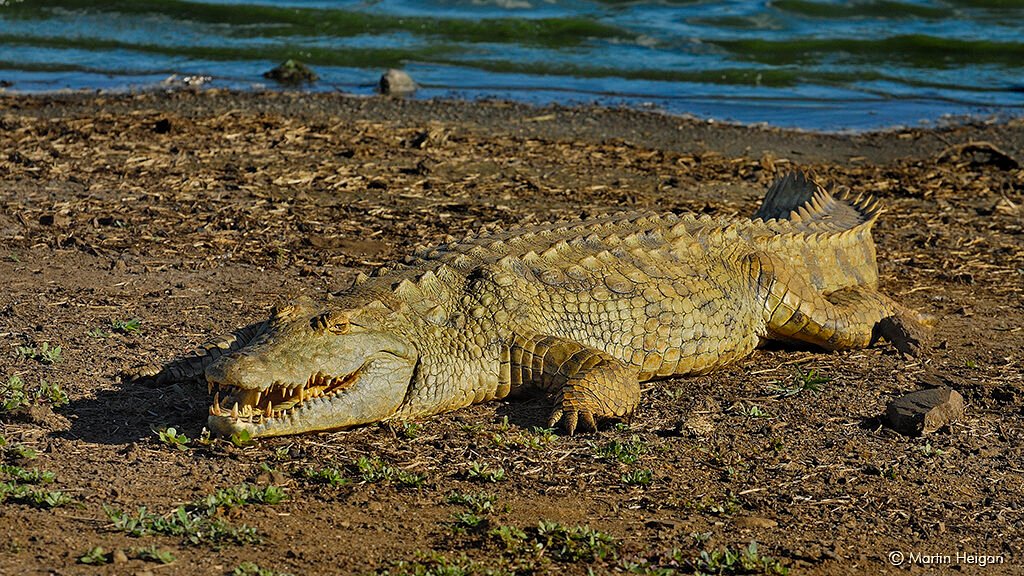 cocodrilo del nilo