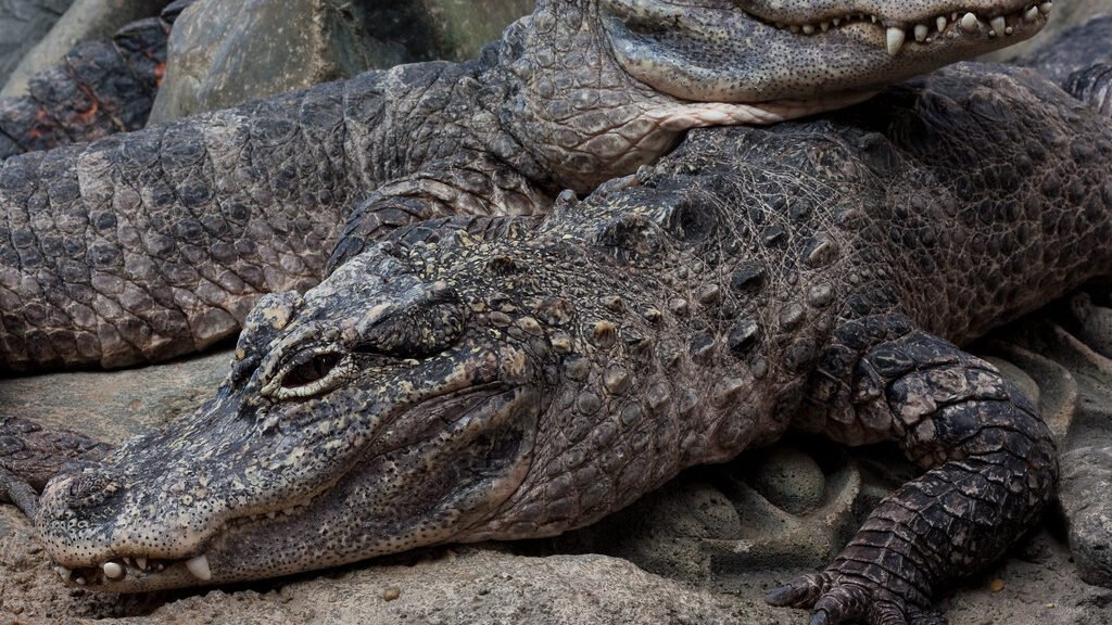 familia del caiman chino