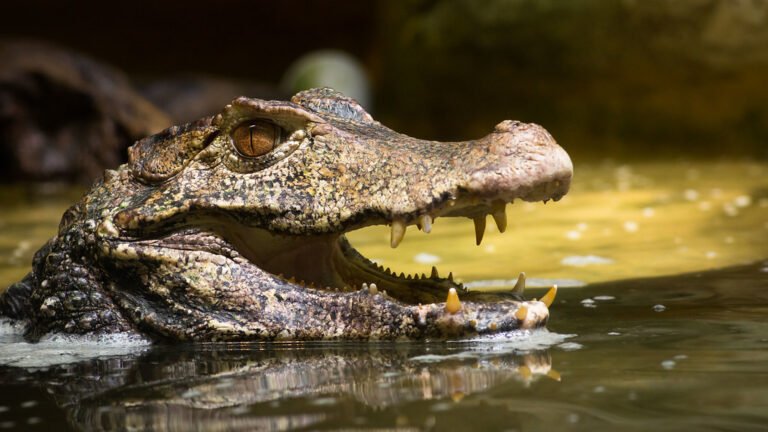 🦎 El Reptil Caimán Enano: El Mascota Exótica que Debes Considerar