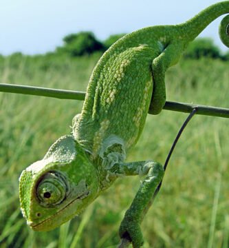 camaleon comun en el campo