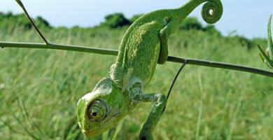 camaleon comun en el campo