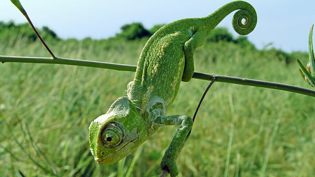 camaleon comun en el campo