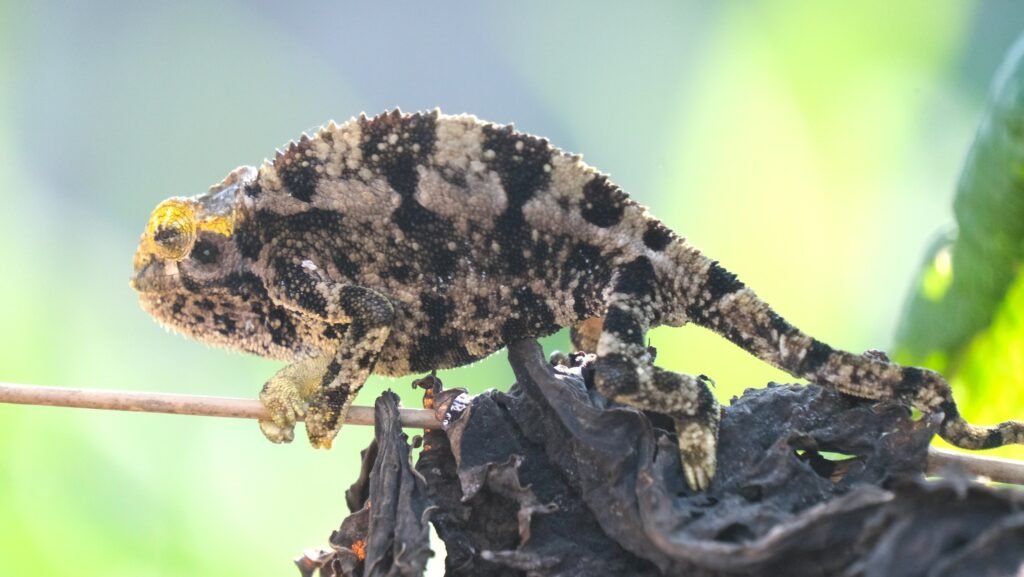 camaleon de rudis en el bosque