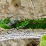 camaleon de labord en un arbol