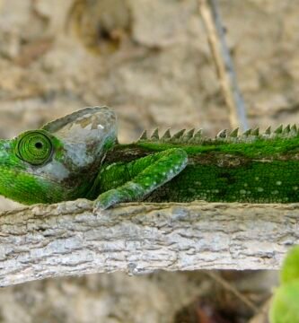 camaleon de labord en un arbol