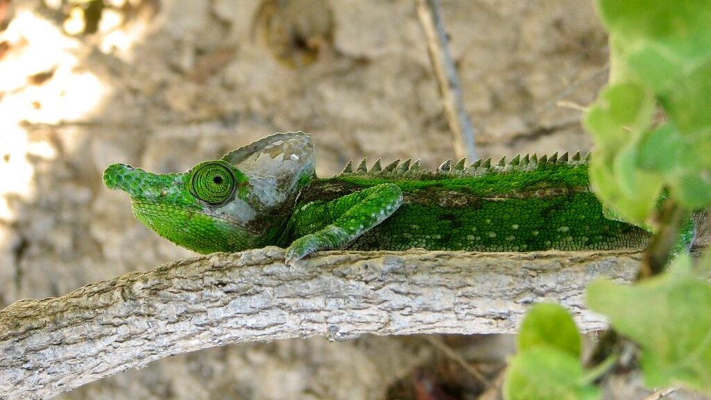 camaleon de labord en un arbol