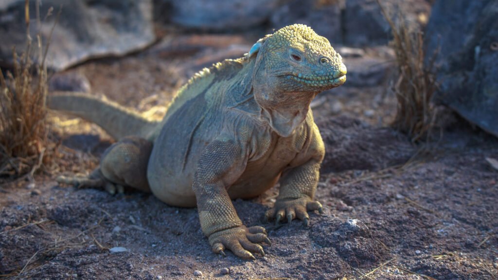 iguana de la isla de santa fe en cautiverio