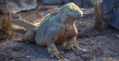 iguana de la isla de santa fe en cautiverio