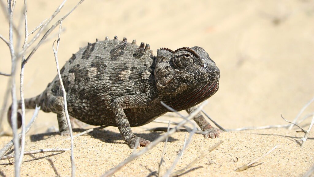 camaleon de namaqua en el desierto