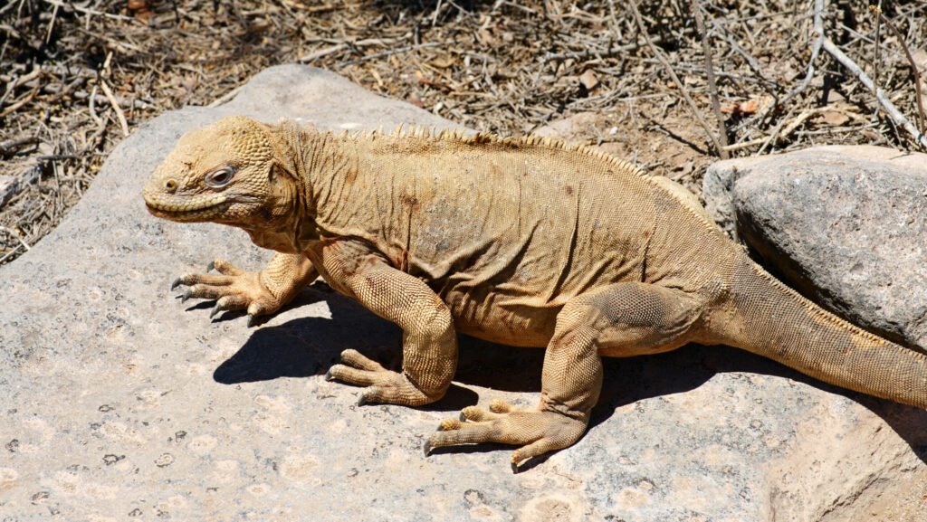 iguana de la isla de santa fe en una roca