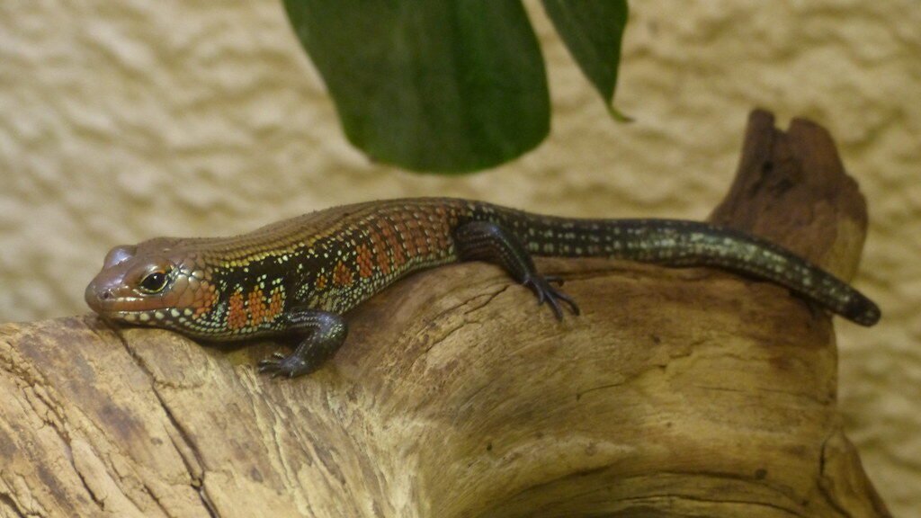 skink de fuego